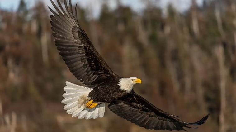 Rollback of the Endangered Species Act