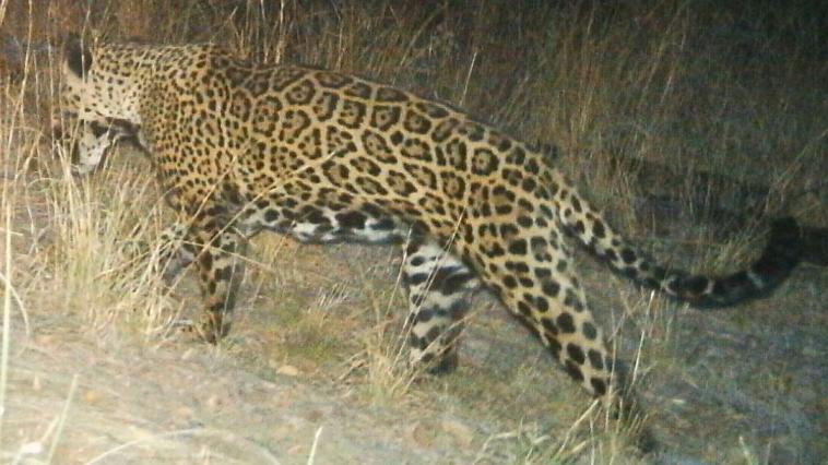 Impact of the Border Wall on Wildlife
